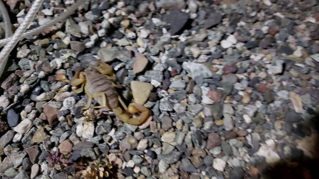 Dead Scorpion found right outside our door!